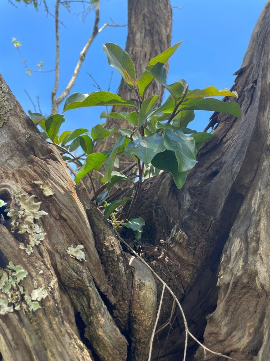 Did you know.....Epiphytes are fascinating plants that grow on other plants (usually trees) without harming them. Instead of taking nutrients from their host, they simply use it as a place to live—like renting space rather than stealing resources. 

📸 David Mwaai