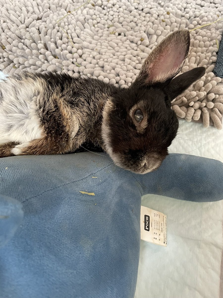 ほほえみり tweet media