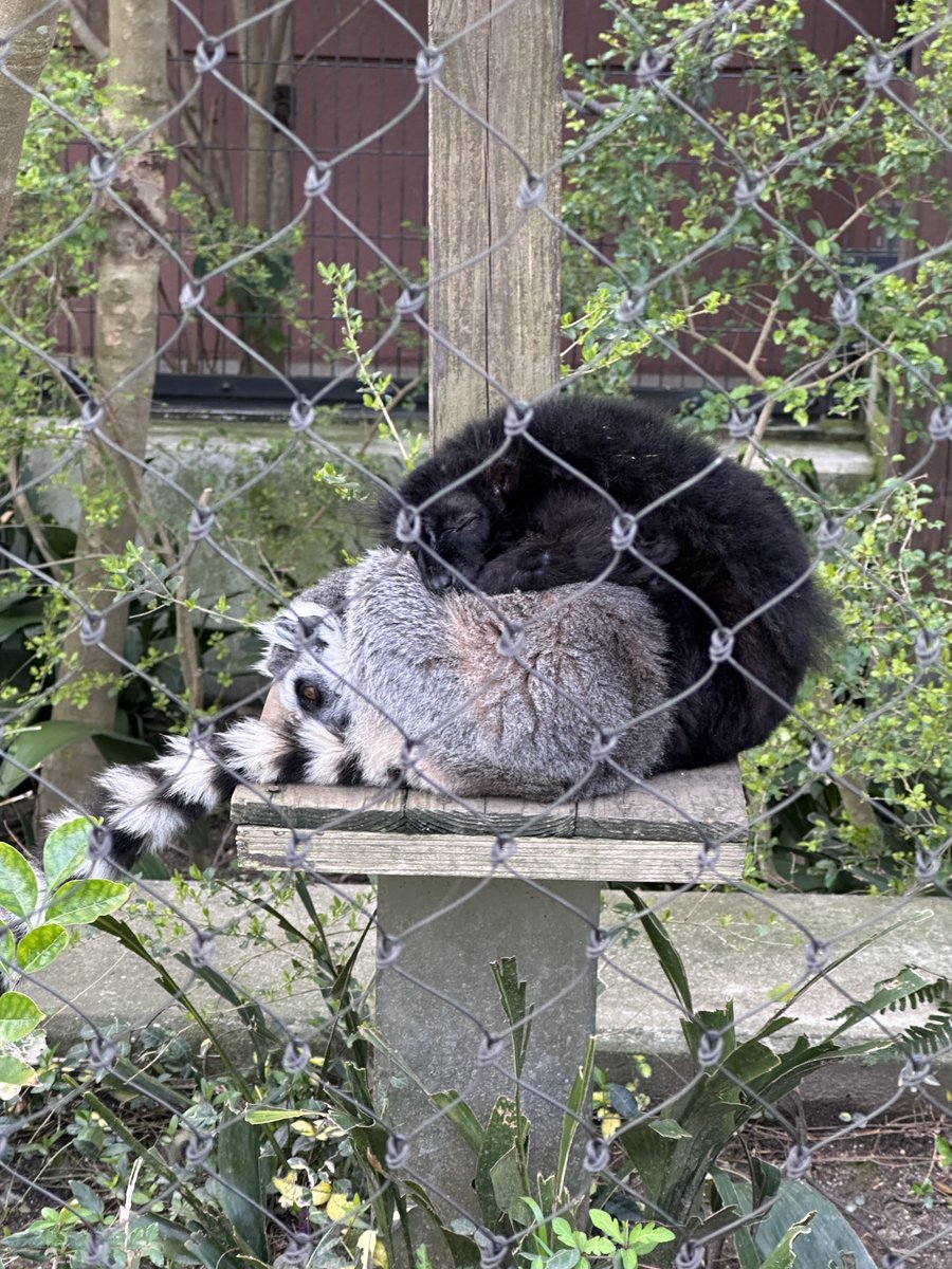 ちびまれ子 tweet media