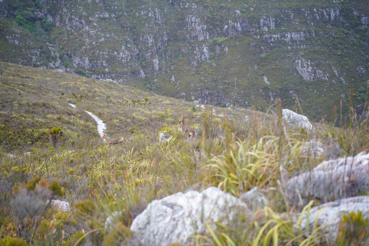 Cape Canopy Tour tweet media