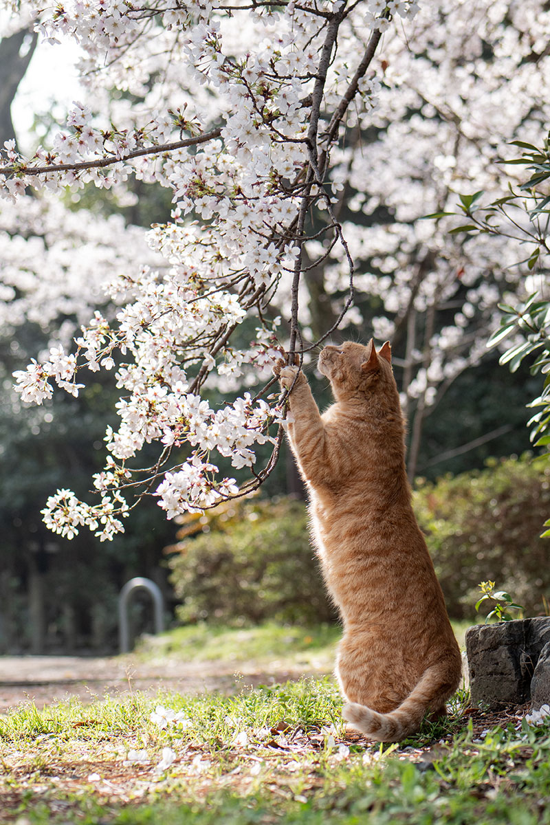yasuyuki_saka's tweet image. ねこ。 #猫 #ねこ #cat #猫写真