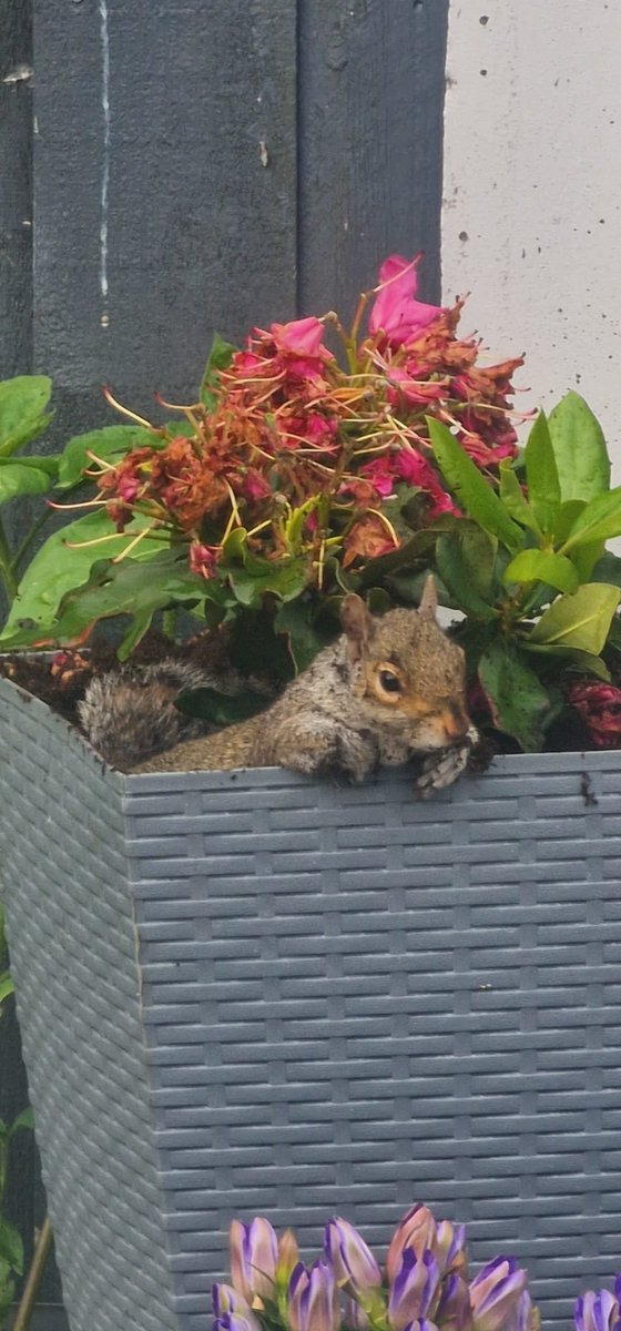 Rach Thieves (parody) tweet media