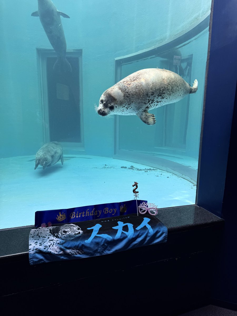 bui🐈🦭 tweet media