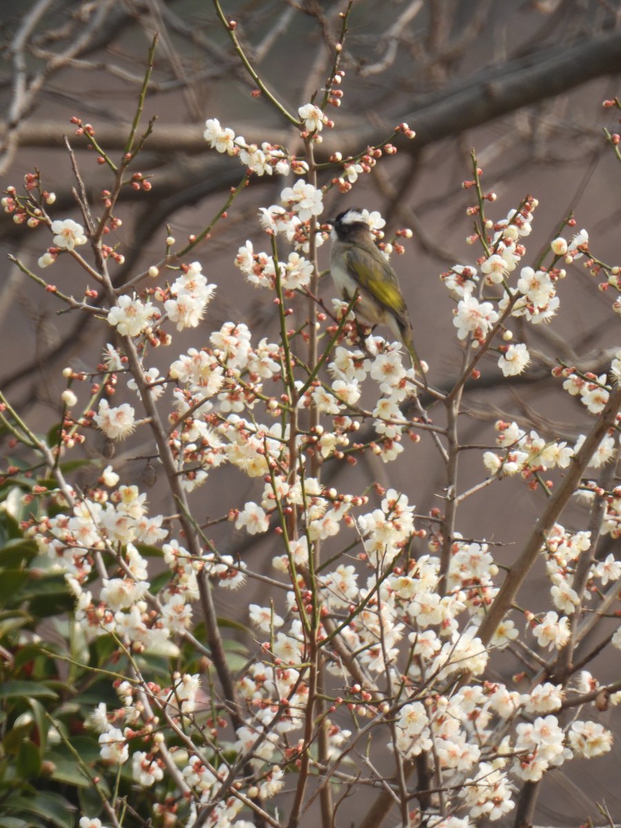 국립세종수목원 처돌이🕯 tweet media