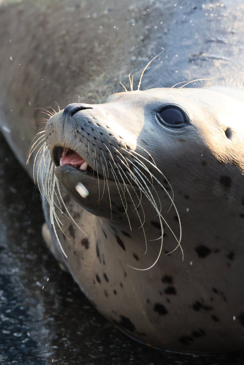 🦭ウィスタリア🦭 tweet media