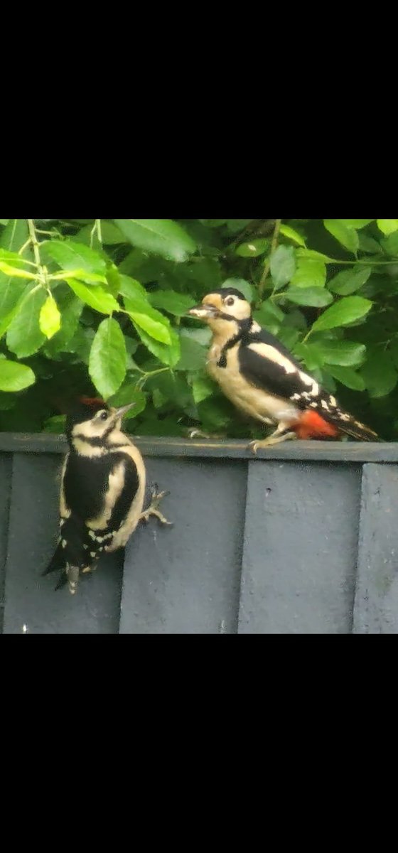 Rach Thieves (parody) tweet media