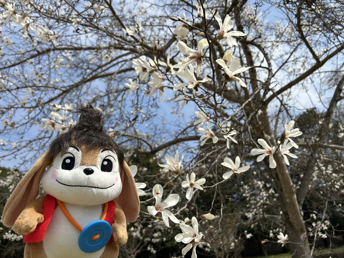 wanpakukouen's tweet photo. 園内ではコブシの花が見ごろを迎えています。

果実が握りこぶしのような形をしているためこの名前がついたそうですよ。

また、コブシの開花と農作業を始める時期が近いことから「田打桜」、「種蒔桜」という和名もあるんです。

白い花が青空によく映えますね。

4月上旬頃まで楽しめると思います。 https://t.co/0soepaeyJu
