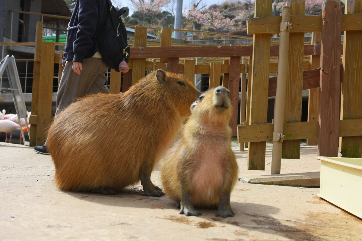 八重樫です。(カピバラ大好き) tweet media