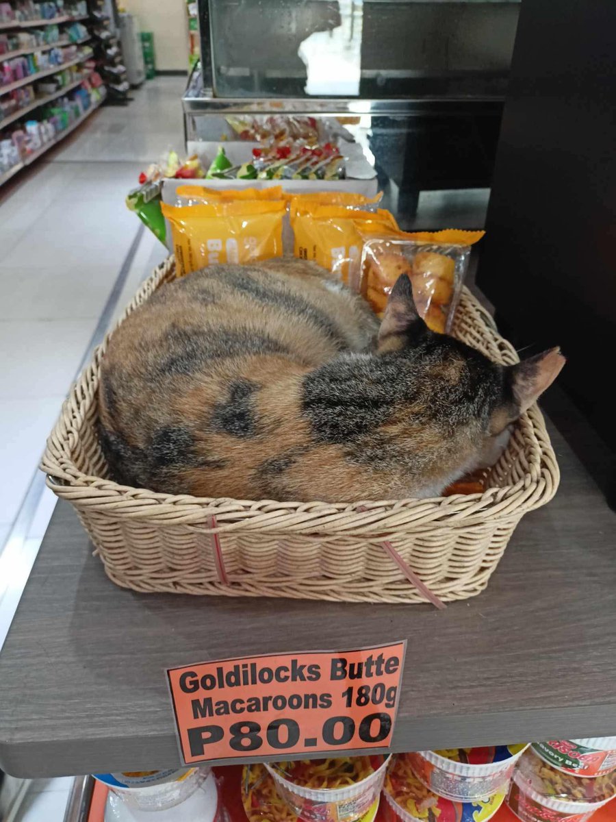 mga pusa sa daan tweet media