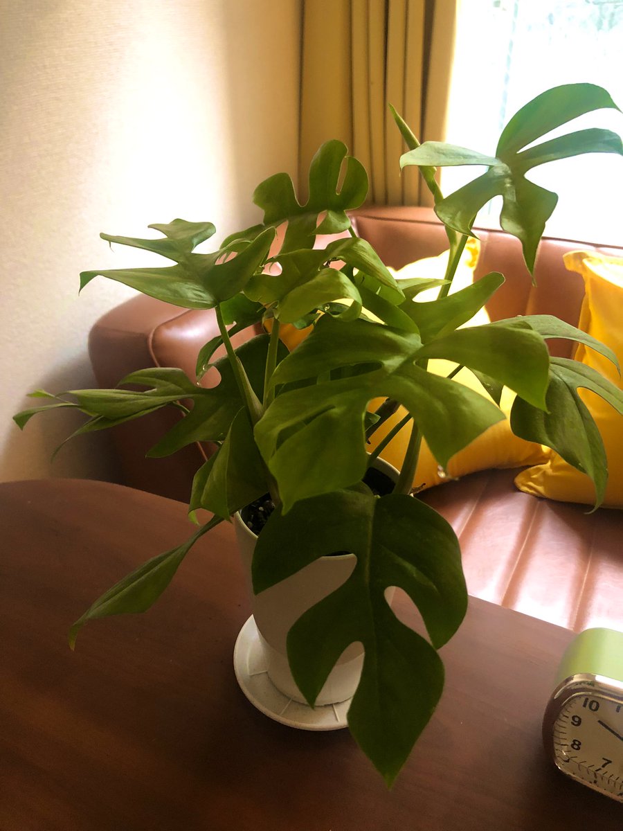 東向きの部屋だから観葉植物🪴
が育たない と諦めてる話をしたら、
友達から「植物育成ライト」ってのがあるよと聞いた。

即何年ぶりかにモンステラを買った。

育成ライト、赤玉土に鉢、必要な物をAmazonで色々ポチッていたら、
昔 初めて子犬を迎えた時の事を思い出してちょっと切なかった。
