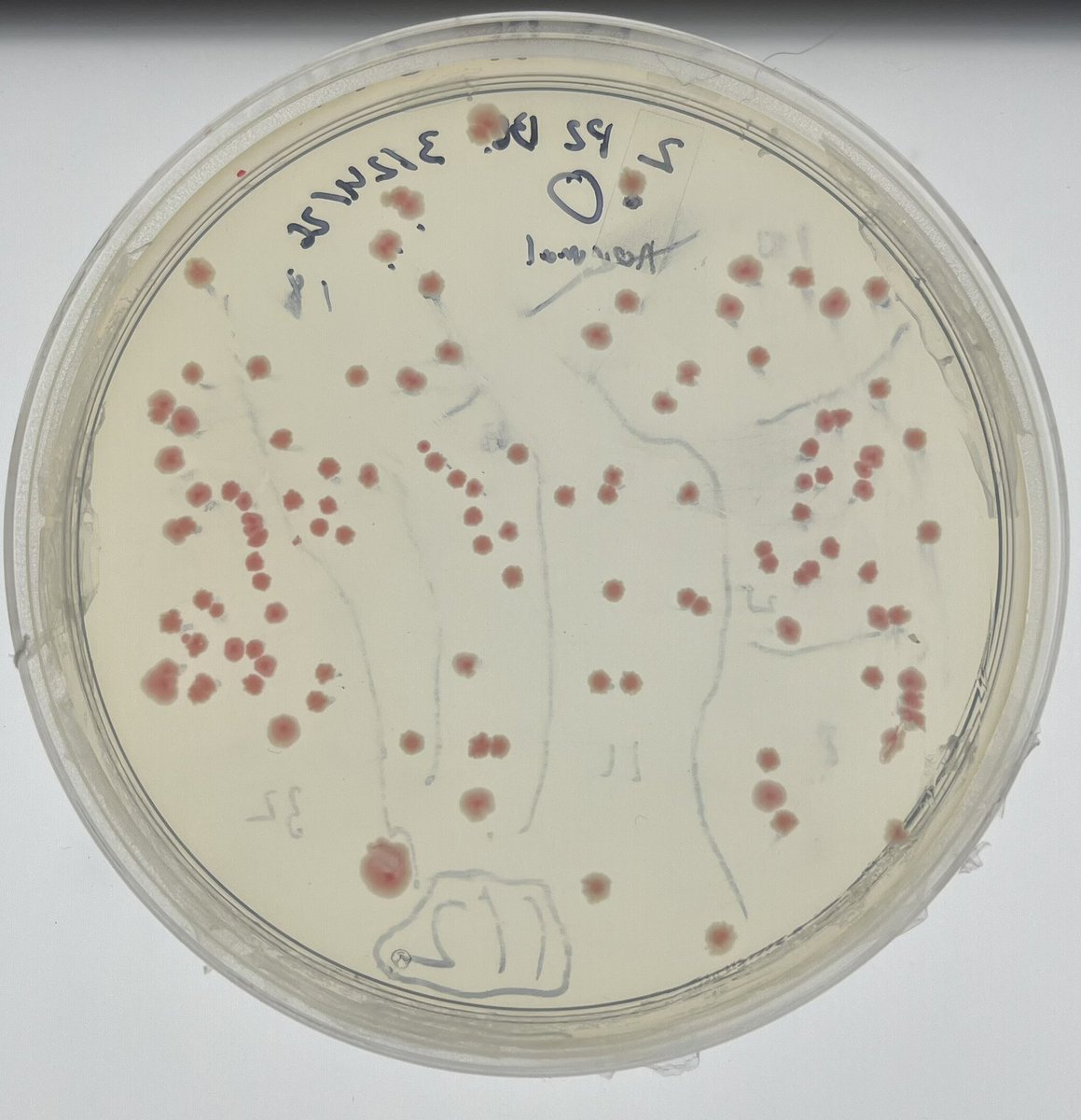 KuhnboBio's tweet photo. After cloning, we had unexpected color expression but expected GFP (attached to target) expression. The plasmid used as cloning backbone expresses orange chromo. We gel band cut the digested backbone so surprised to see both. @plasmidsaurus can hopefully reveal some truth. https://t.co/KijpIXa7PL