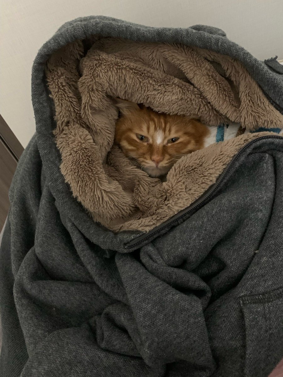 Angelucci Anna tweet media