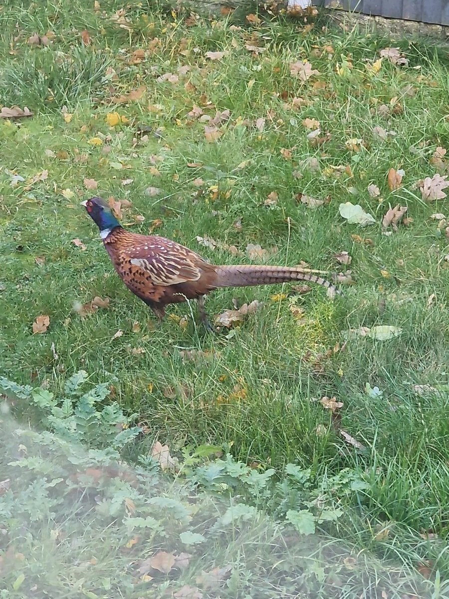 Rach Thieves (parody) tweet media