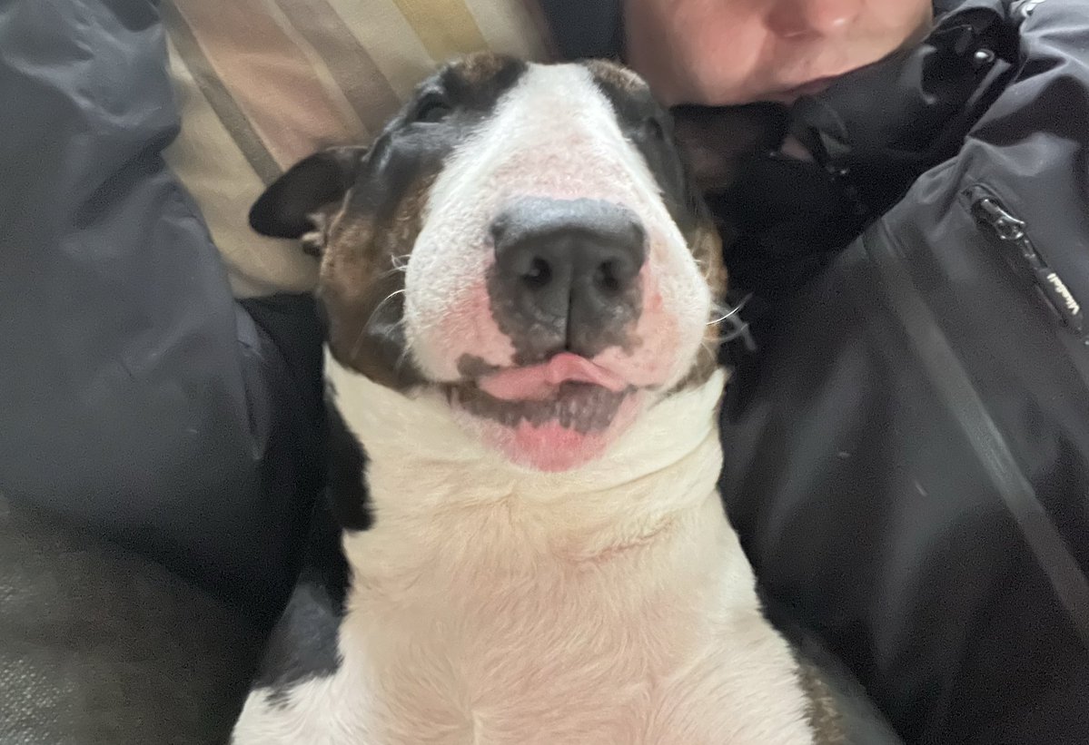 Doge Norway tweet media