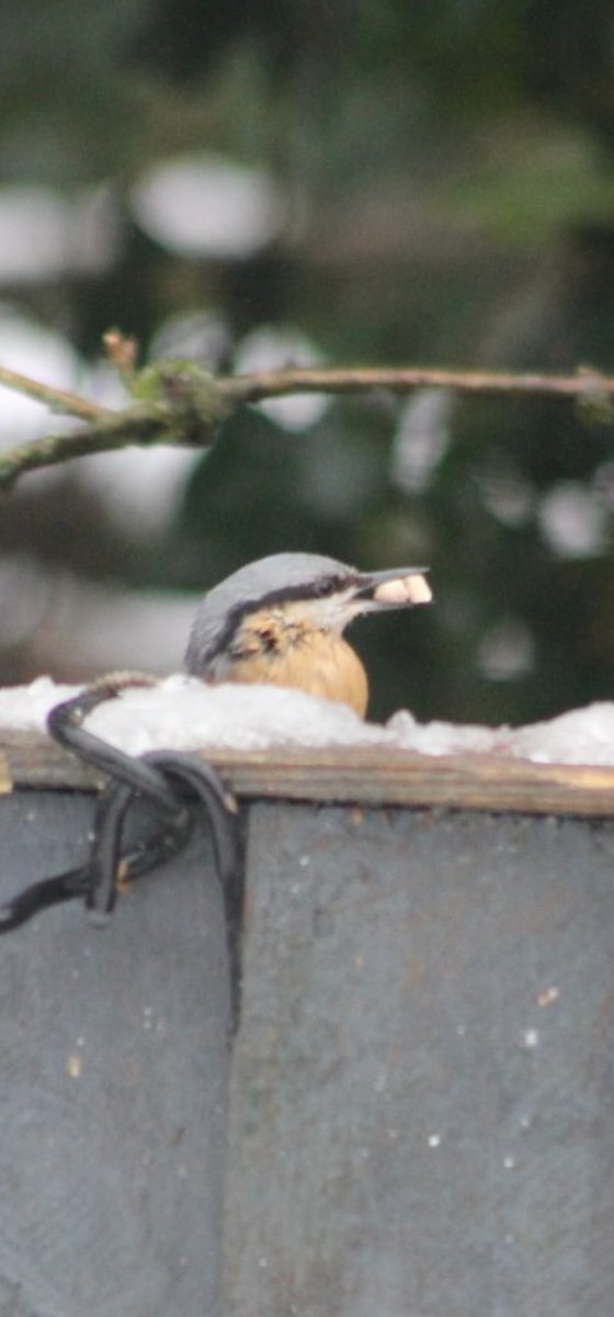 Rach Thieves (parody) tweet media