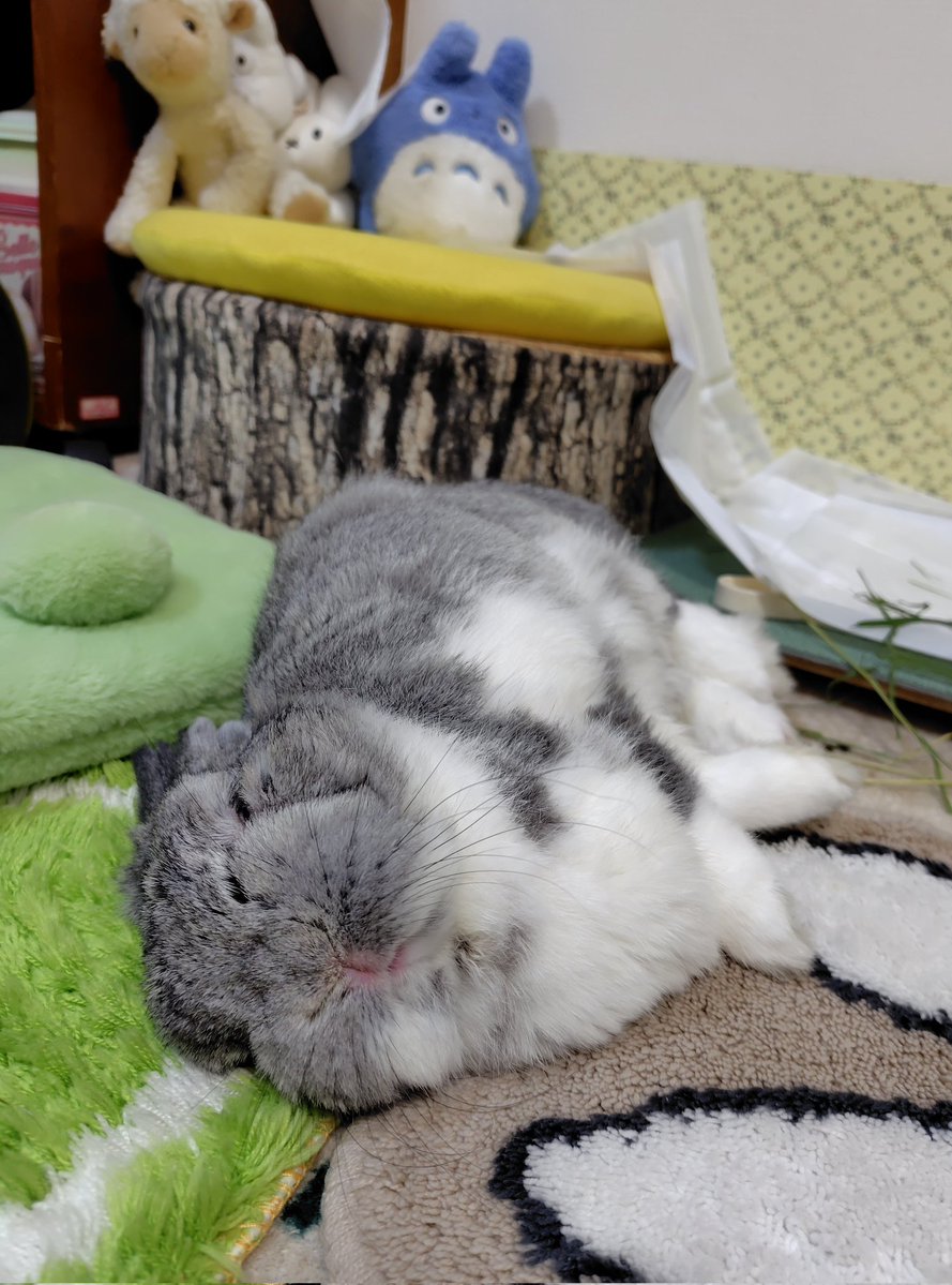 ミントミント tweet media