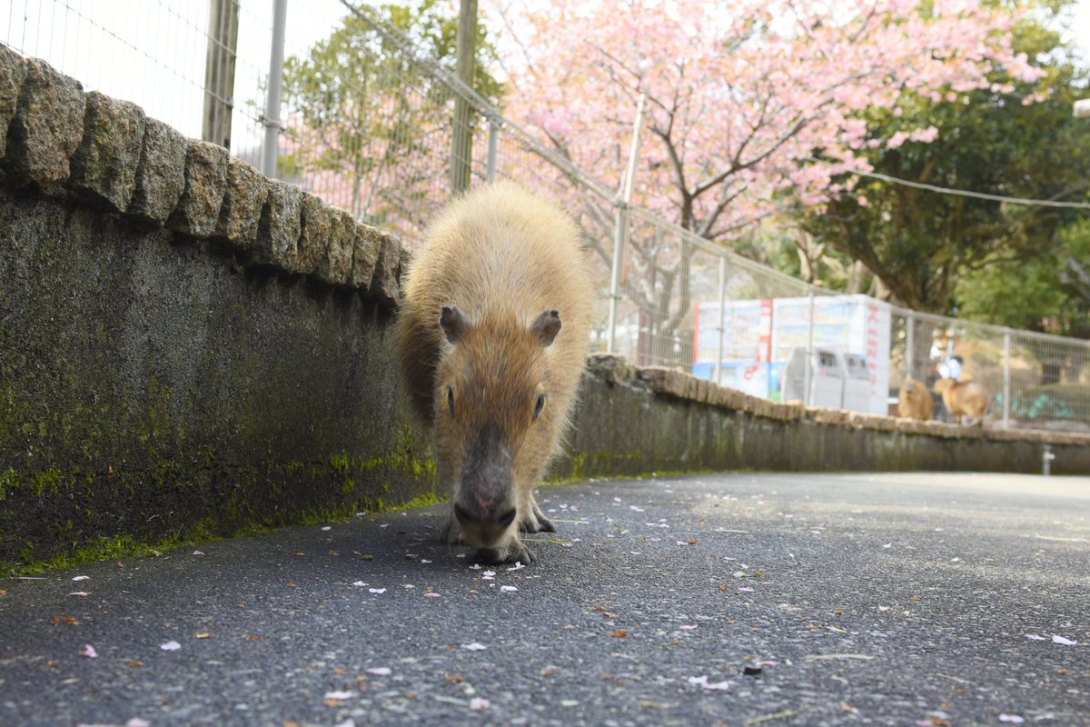 八重樫です。(カピバラ大好き) tweet media