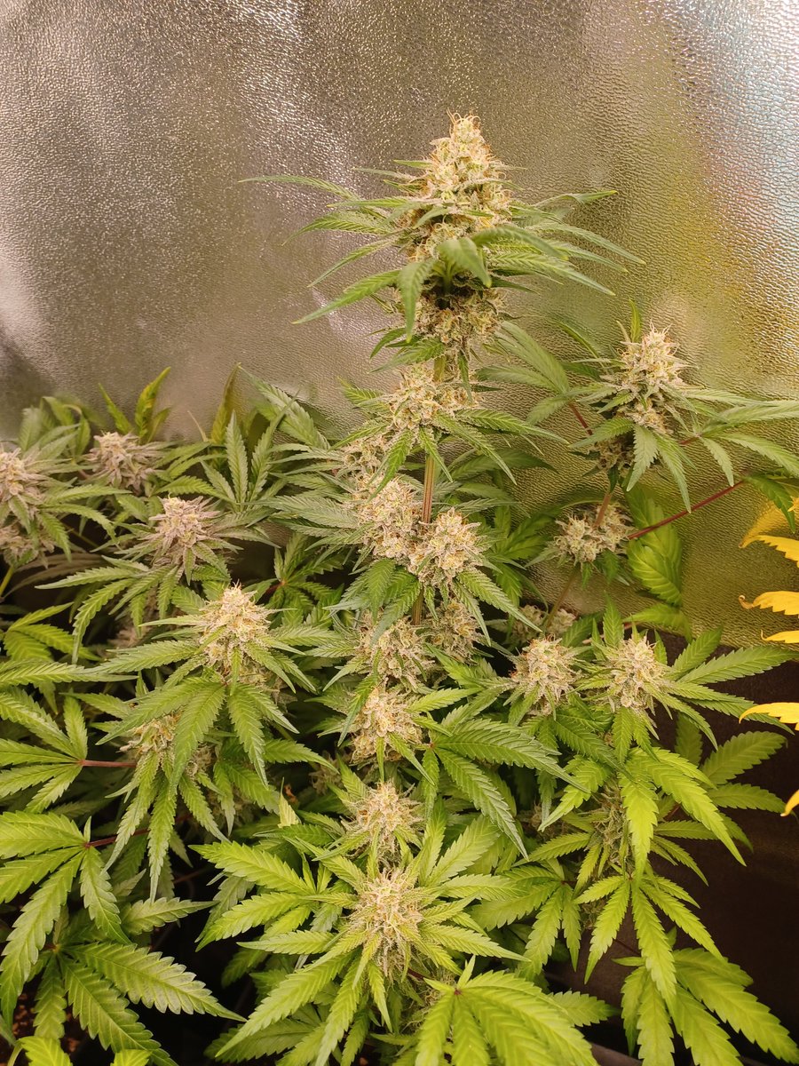 Oʀᴀᴄʟᴇ Sᴇᴇᴅs Oғɪᴄɪᴀʟ® 🇪🇸 tweet media