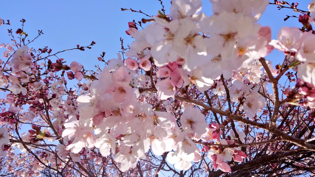 ちゃた tweet media