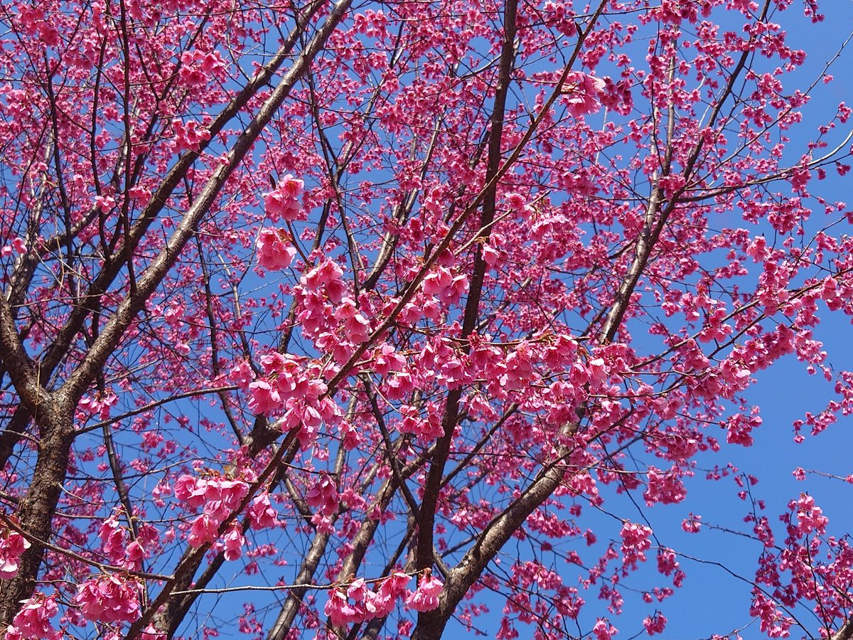 ちゃた tweet media