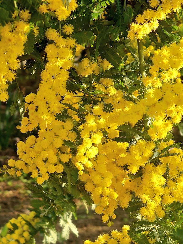 ちゃた tweet media