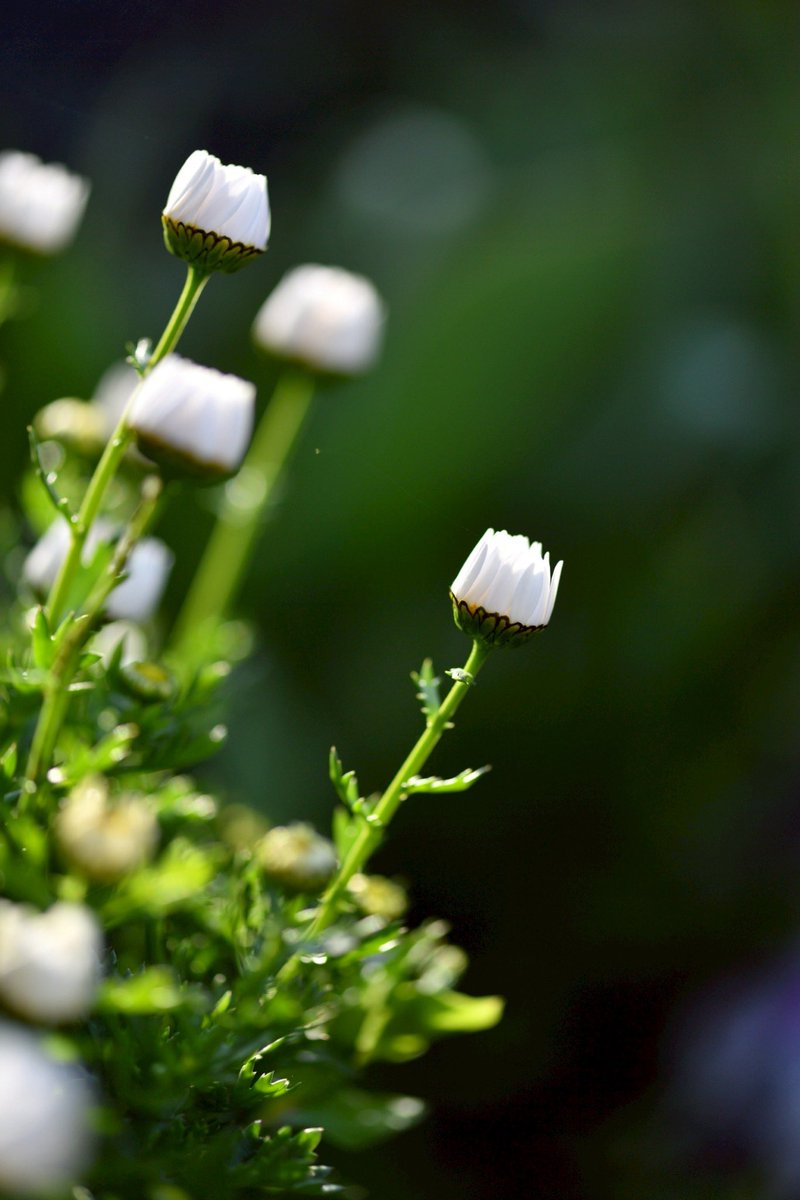 p.himapa tweet media