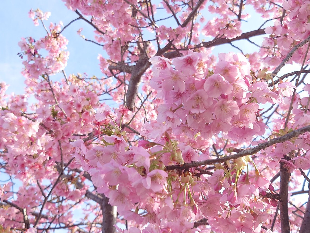 ちゃた tweet media