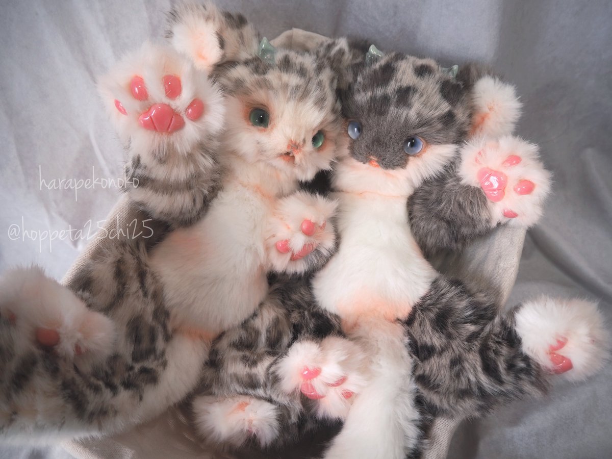 hoppeta25chi25's tweet image. 『ほどけるコ』

雪解けを、
春を、

空高く
解き放て

#ハラペコノコ #artdoll ↓つづく