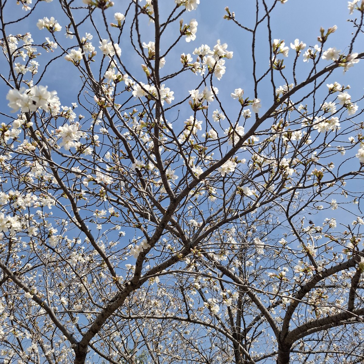 🎪すわこっこ🐾🐘🍎 tweet media