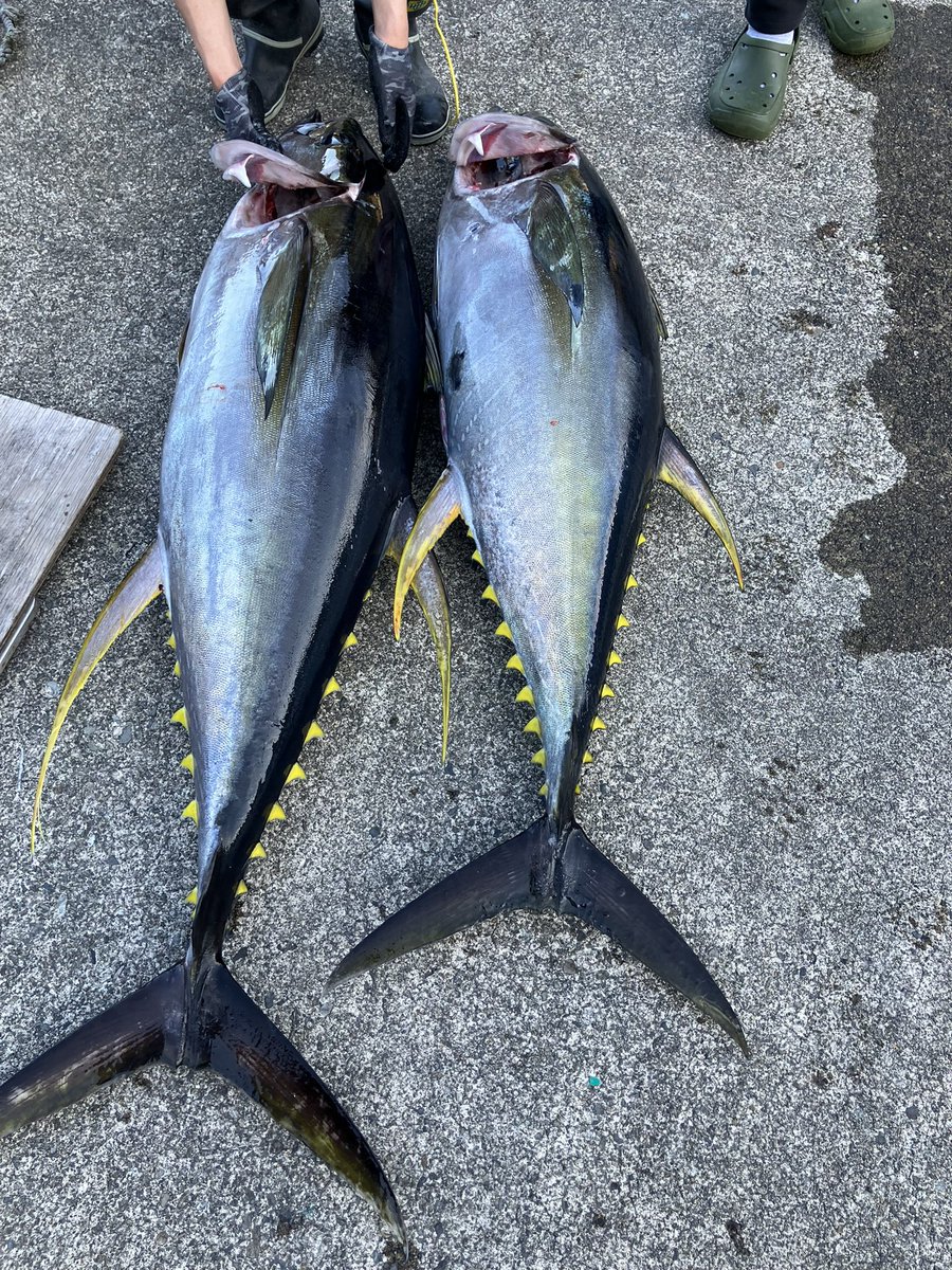 次は釣りたい