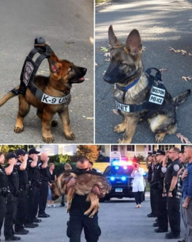 Tweets of Dogs tweet media