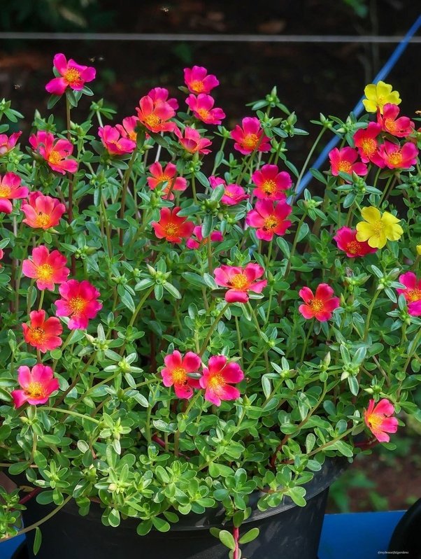 puppeteer tweet media