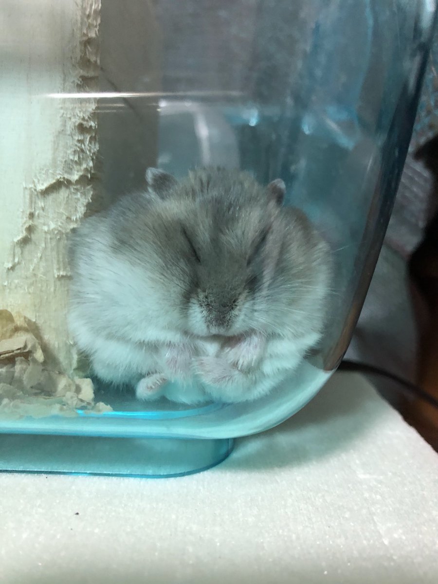 ロケットくんち tweet media