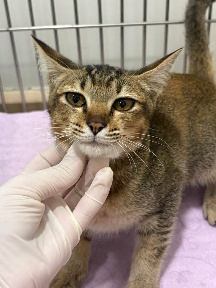 Catster & Co บ้านพักพิงแมวจร tweet media