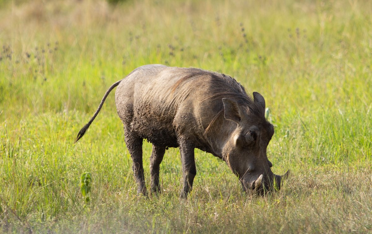 Destination Rwanda tweet media