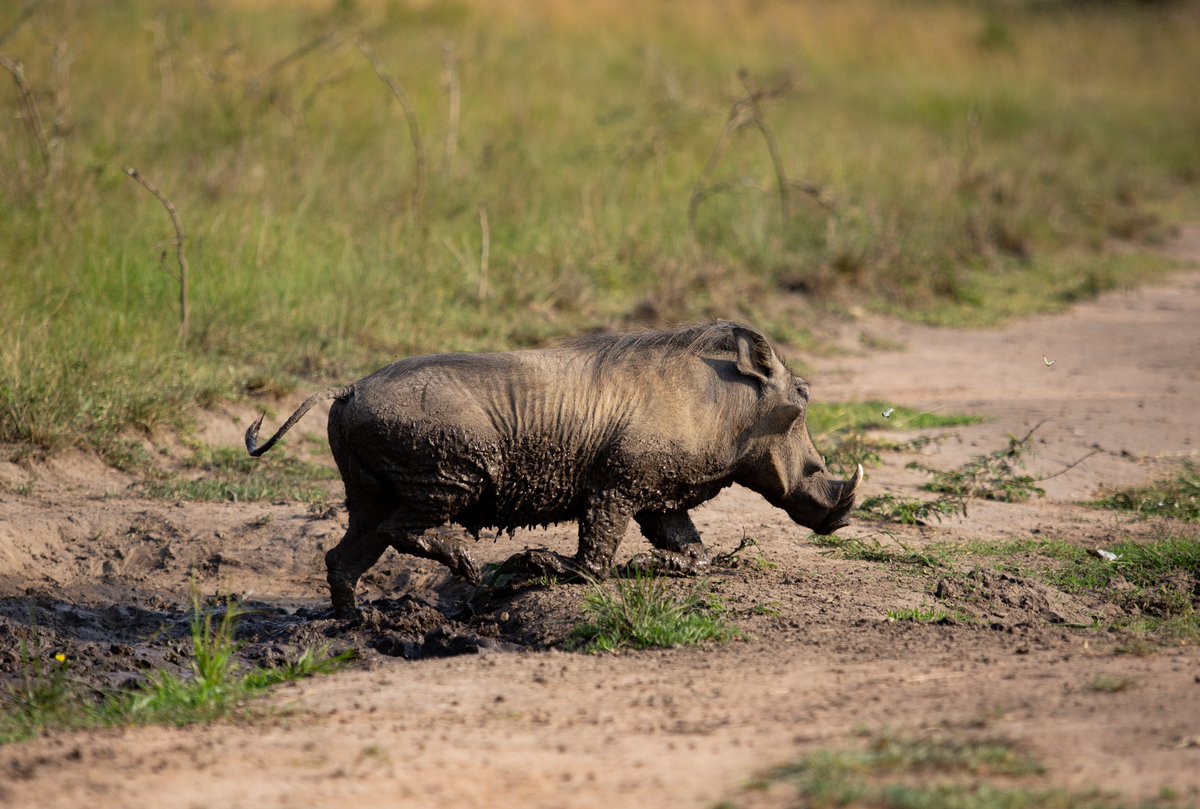 Destination Rwanda tweet media