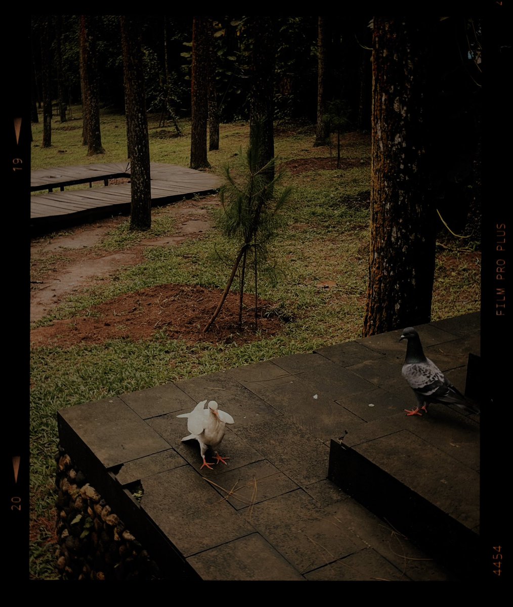 tumplaktumplak tweet media