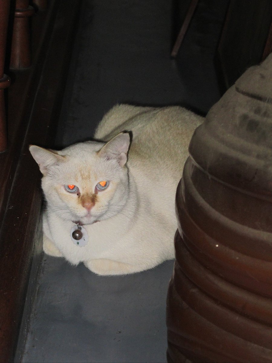 α 🚩🔻 tweet media