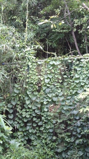 にゃごにゃ🌻 tweet media