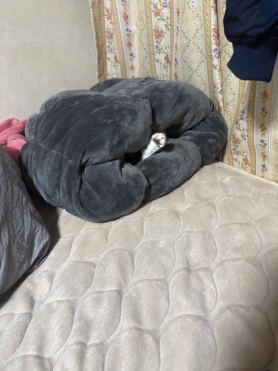 せわし@クソデブ tweet media