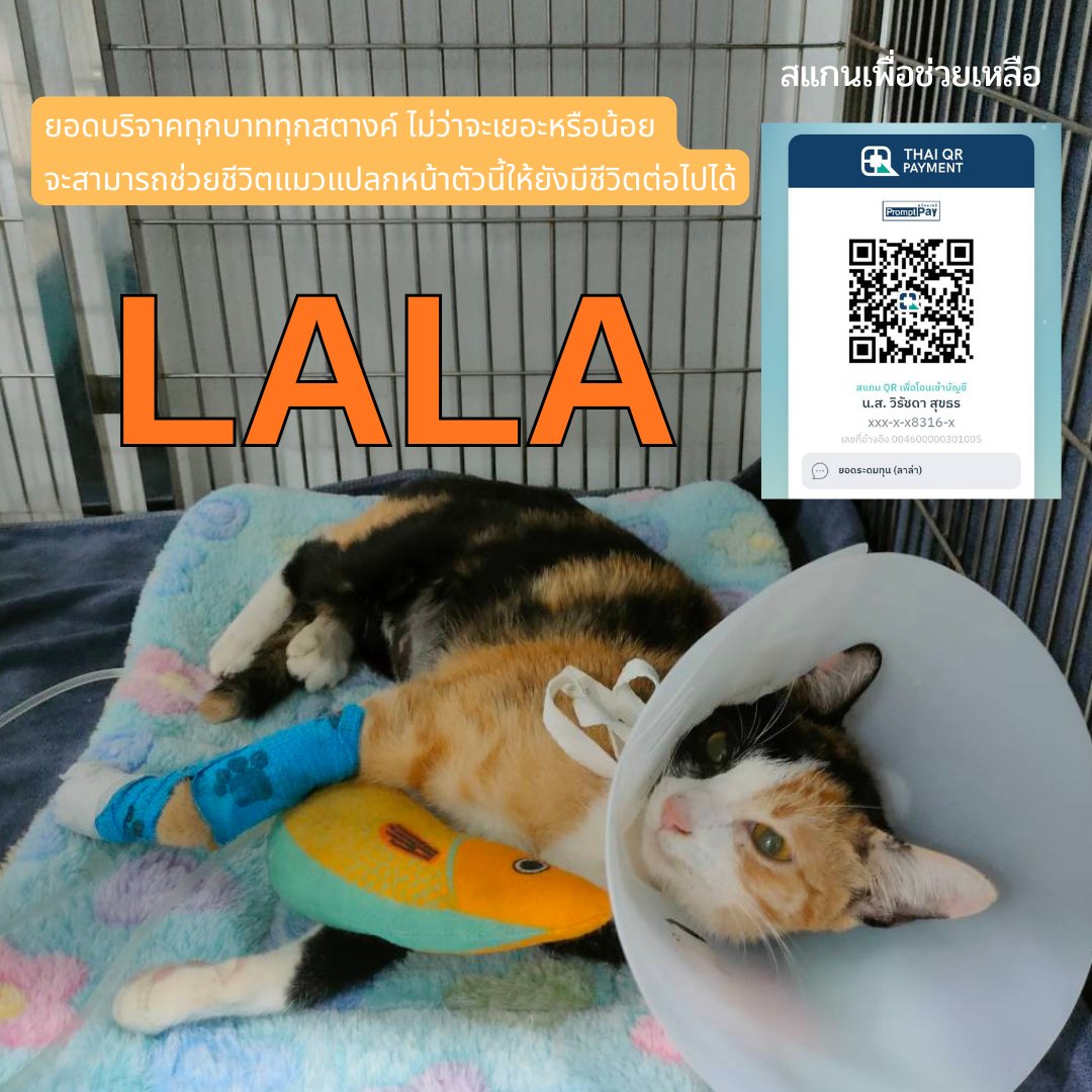 ไม่ควรมีแมวตัวไหนบนโลกใบนี้ต้องมาเป็นแมวจร tweet media