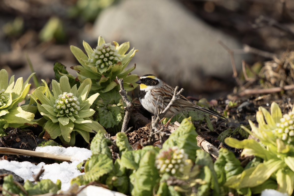 とりとり tweet media