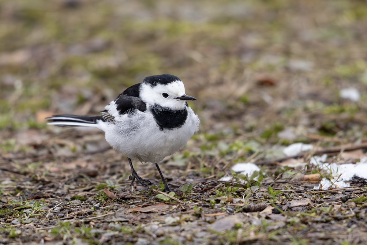 とりとり tweet media