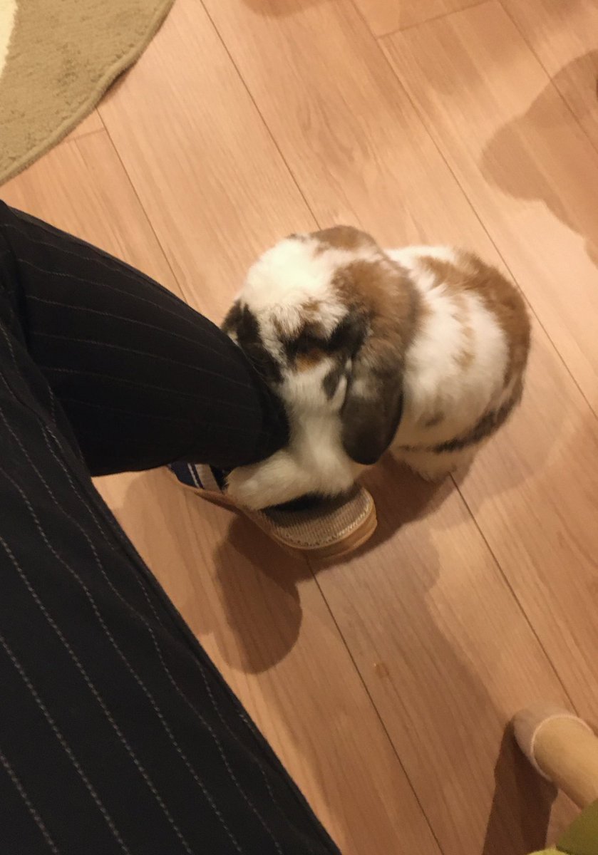 おもち tweet media