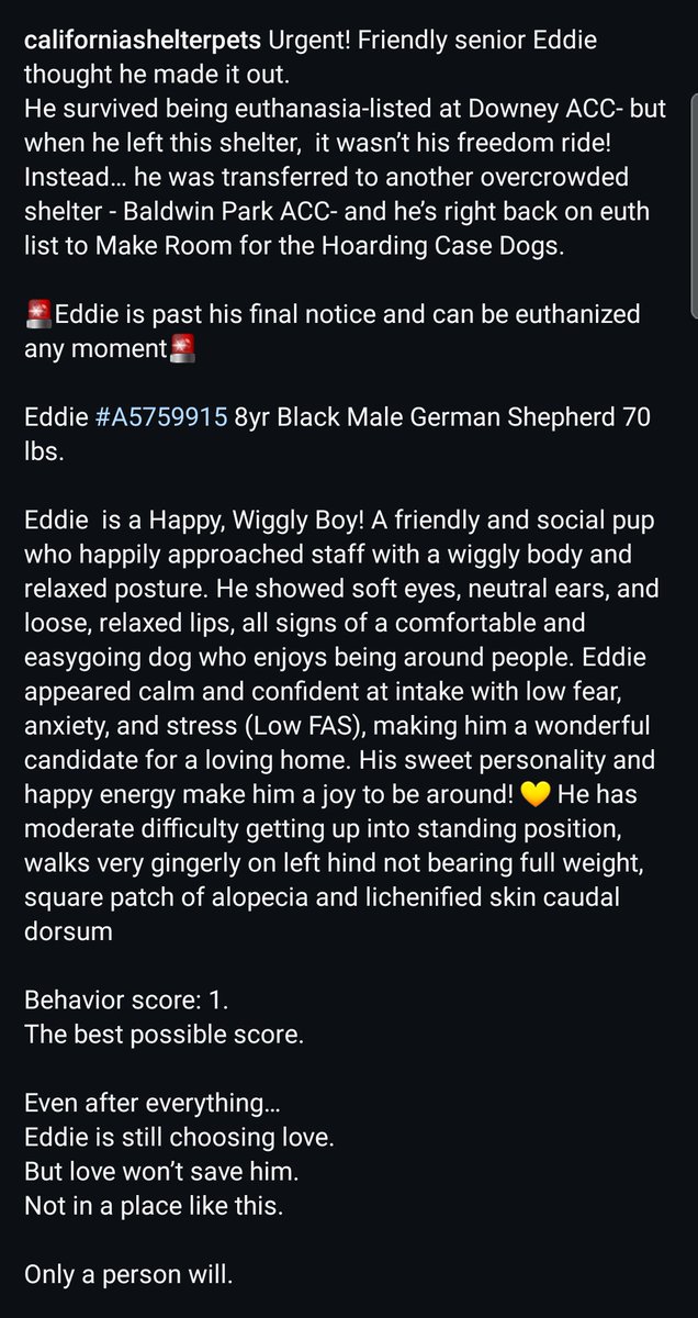 Foster a shelterpet at ZERO COST🐾 tweet media