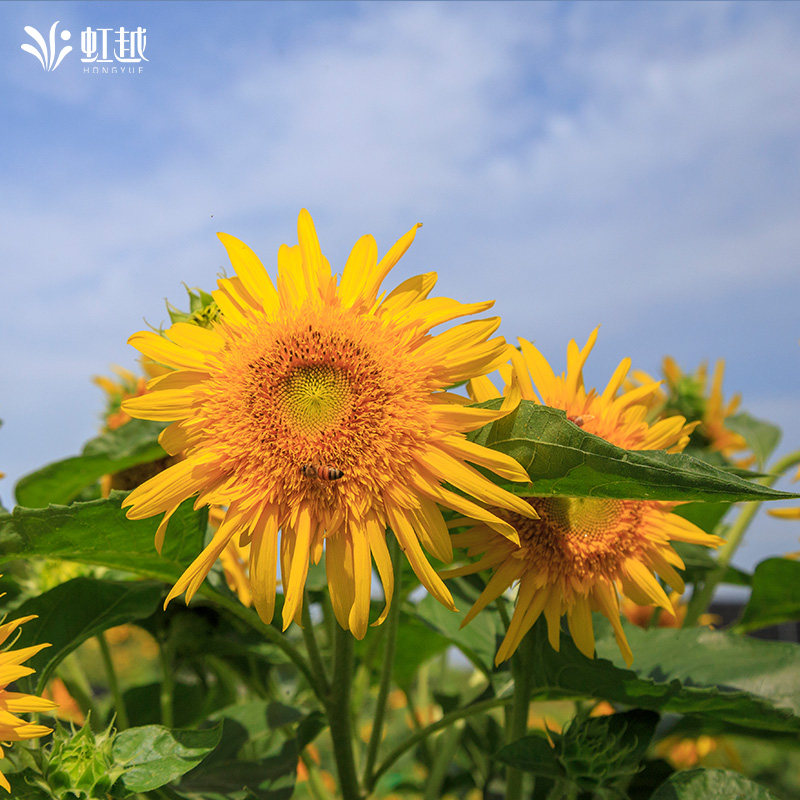 julien lattier tweet media