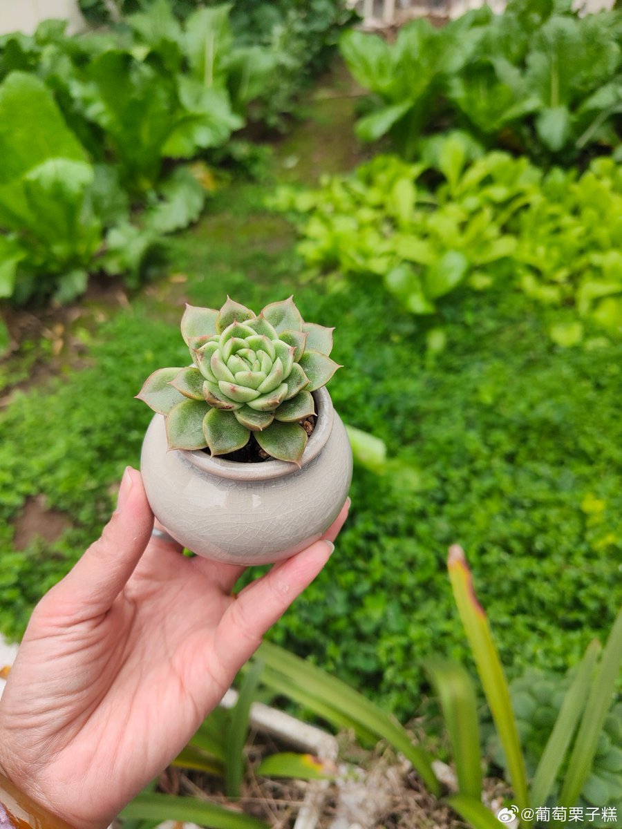 Karen Steward tweet media