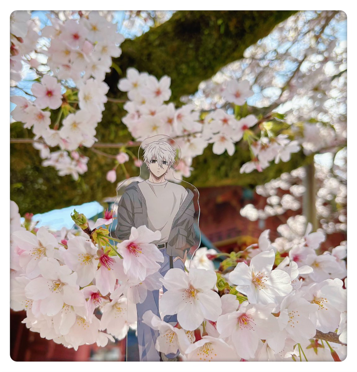 ng_mii5's tweet photo. 凪くんとお花見行ってきました🌸🤍 https://t.co/1CzL3y6Z2q