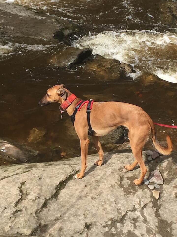 Missing Pets GB tweet media