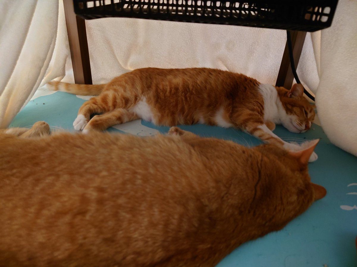 ねこの琥珀ちゃん tweet media